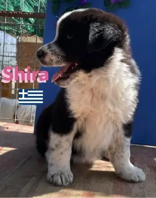 Shira, griechischer Schäferhund Welpen - Hündin