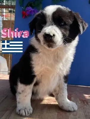 Shira, griechischer Schäferhund Welpen - Hündin