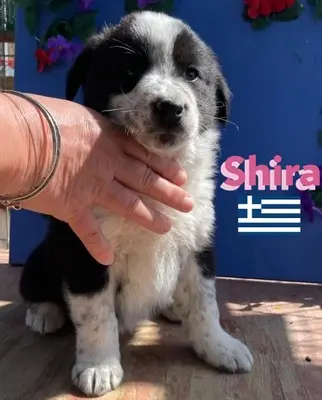 Shira, griechischer Schäferhund Welpen - Hündin