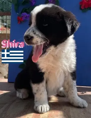 Shira, griechischer Schäferhund Welpen - Hündin