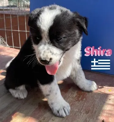Shira, griechischer Schäferhund Welpen - Hündin