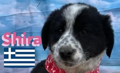 Shira, griechischer Schäferhund Welpen - Hündin