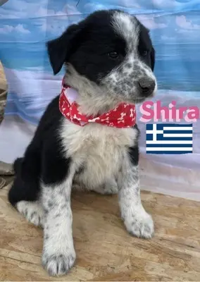 Shira, griechischer Schäferhund Welpen - Hündin