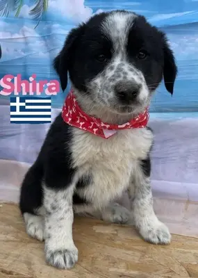 Shira, griechischer Schäferhund Welpen - Hündin