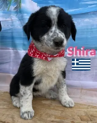Shira, griechischer Schäferhund Welpen - Hündin