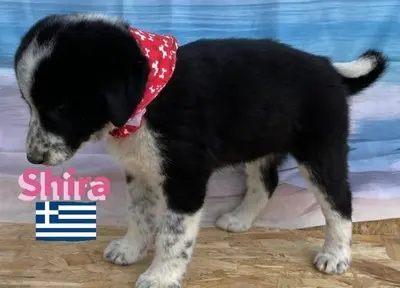 Shira, griechischer Schäferhund Welpen - Hündin