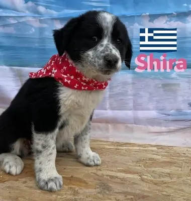 Shira, griechischer Schäferhund Welpen - Hündin