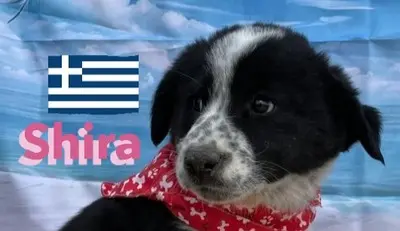Shira, griechischer Schäferhund Welpen - Hündin