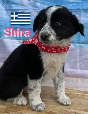 Shira, griechischer Schäferhund Welpen - Hündin