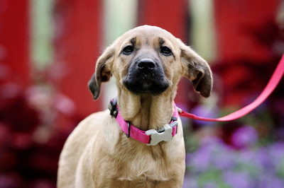 Shirin, Mischling Welpen - Hündin