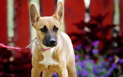 Shiva, Mischling Welpen - Hündin