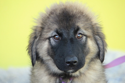 Shiva, Mischling Welpen - Hündin