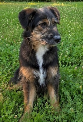 Sidney, Mischling - Hündin