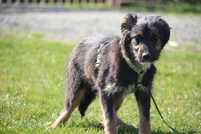 Sidney, Mischling Welpen - Rüde