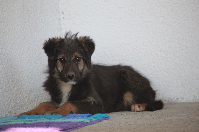 Sidney, Mischling Welpen - Rüde