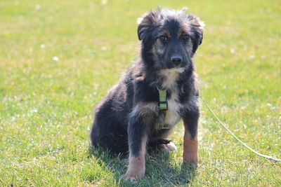 Sidney, Mischling Welpen - Rüde