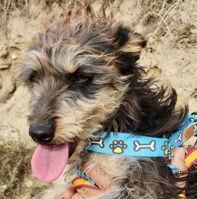 Sidney, Mix - Hündin