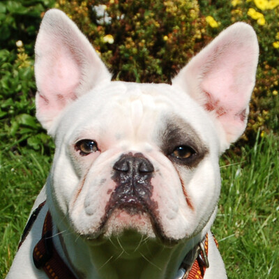 Sidney mit Black Shadow, Franz. Bulldogge - Hündin