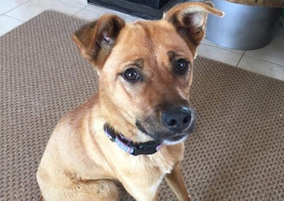 Sidra - Süße Hündin, ca. 1 Jahr/15kg, Mischling - Hündin