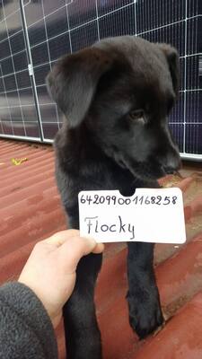 Sieben kleine Glücksbringer suchen ihr Zuhause