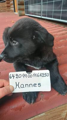 Sieben kleine Glücksbringer suchen ihr Zuhause, Mischling Welpen - Hündin