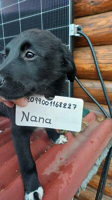 Sieben kleine Glücksbringer suchen ihr Zuhause, Mischling Welpen - Hündin