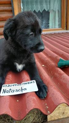 Sieben kleine Glücksbringer suchen ihr Zuhause, Mischling Welpen - Hündin