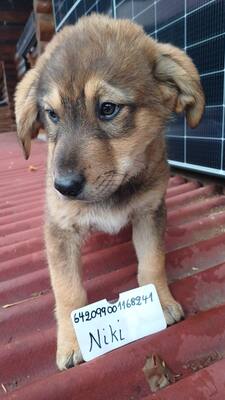 Sieben kleine Glücksbringer suchen ihr Zuhause, Mischling Welpen - Hündin