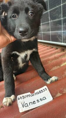 Sieben kleine Glücksbringer suchen ihr Zuhause, Mischling Welpen - Hündin