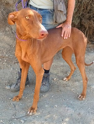 Siena, Podenco Andaluz - Hündin