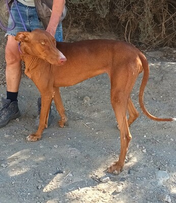 Siena, Podenco Andaluz - Hündin