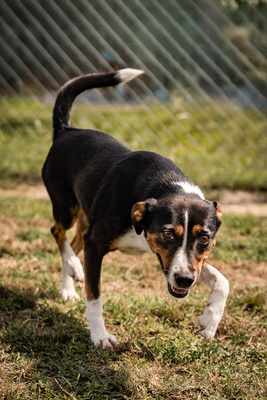 Sienna - R E S E R V I E R T !!!!! besonders liebenswürdig, liebt Menschen, sehr geeignet für Familien mit Kindern, sanftmütig, sehr verspielt