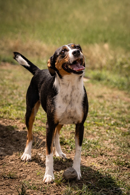 Sienna - besonders liebenswürdig, liebt Menschen, sehr geeignet für Familien mit Kindern, sanftmütig, sehr verspielt, zutraulich, verschmust, Mischling (Video-Link vorhanden) - Hündin