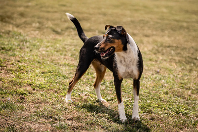 Sienna - besonders liebenswürdig, liebt Menschen, sehr geeignet für Familien mit Kindern, sanftmütig, sehr verspielt, zutraulich, verschmust, Mischling (Video-Link vorhanden) - Hündin