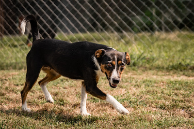 Sienna - besonders liebenswürdig, liebt Menschen, sehr geeignet für Familien mit Kindern, sanftmütig, sehr verspielt, zutraulich, verschmust, Mischling (Video-Link vorhanden) - Hündin