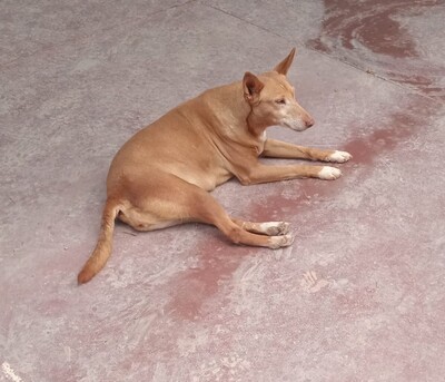 Sierra, Podenco - Hündin