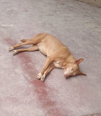 Sierra, Podenco - Hündin