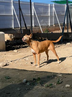 Sierra, Podenco - Hündin