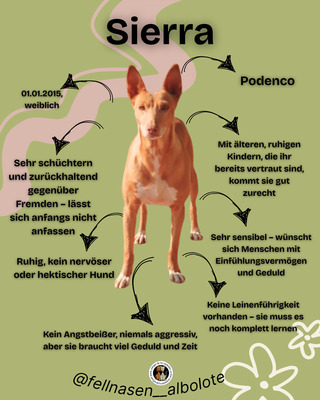 Sierra, Podenco - Hündin