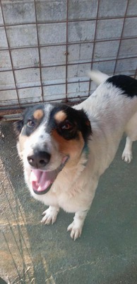 🌸 Sierra – eine große Dame mit einem tollen Charakter 🌸