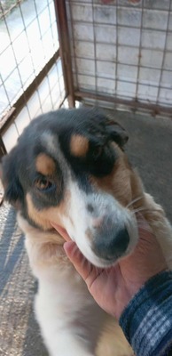 🌸 Sierra – eine große Dame mit einem tollen Charakter 🌸, Mischling - Hündin