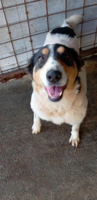 🌸 Sierra – eine große Dame mit einem tollen Charakter 🌸, Mischling - Hündin