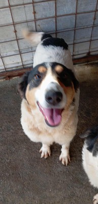 🌸 Sierra – eine große Dame mit einem tollen Charakter 🌸, Mischling - Hündin