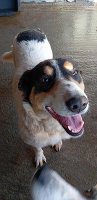 🌸 Sierra – eine große Dame mit einem tollen Charakter 🌸, Mischling - Hündin