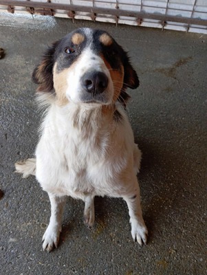 🌸 Sierra – eine große Dame mit einem tollen Charakter 🌸, Mischling - Hündin