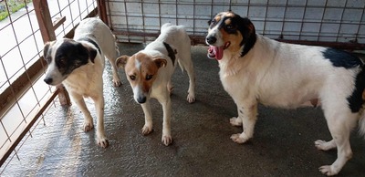 🌸 Sierra – eine große Dame mit einem tollen Charakter 🌸, Mischling - Hündin