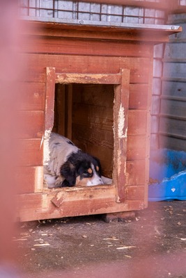 🌸 Sierra – eine große Dame mit einem tollen Charakter 🌸, Mischling - Hündin