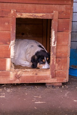 🌸 Sierra – eine große Dame mit einem tollen Charakter 🌸, Mischling - Hündin