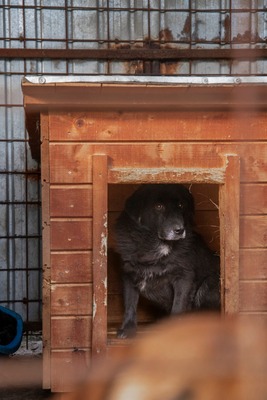 Sigi - Ein sehr sensibler älterer Rüde auf der Suche nach Sicherheit, Mischling - Rüde