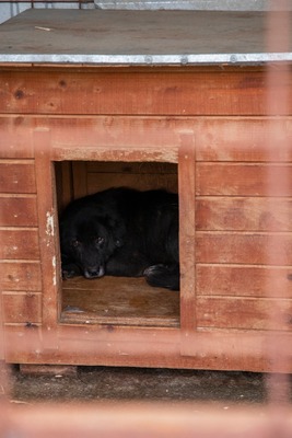 Sigi - Ein sehr sensibler älterer Rüde auf der Suche nach Sicherheit, Mischling - Rüde